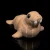 Atlantic Walrus