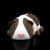 Guinea Pig