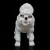 Poodle