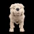 Shar Pei