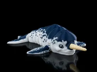 Curious Narwhal