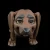 Dachshund